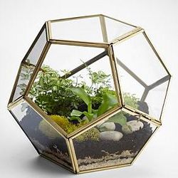Polygon Glass Terrarium