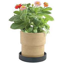 Seeds and Pot Zinnia for Mom
