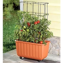 Rolling Self-Watering Tomato Planter & Rust Resistant Tower