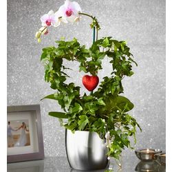 Phalaenopsis Orchid Heart Plant