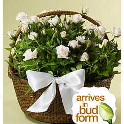 Sympathy Rose Basket