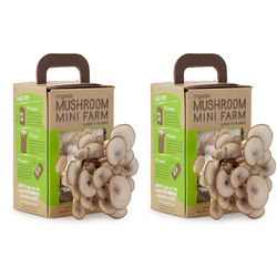 Oyster Mushroom Mini Farm Duo Kit
