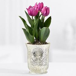 Elegant Purple Tulips