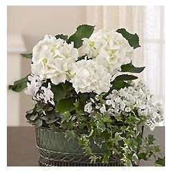 Tranquil White Garden Flower Arrangement for Sympathy