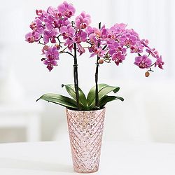 Make Me Blush Blooming Orchid