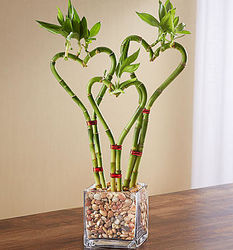 Heart Bamboo Plant