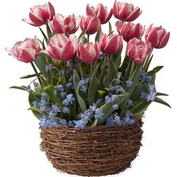 July Tulips & Scilla Bulb Gift Garden