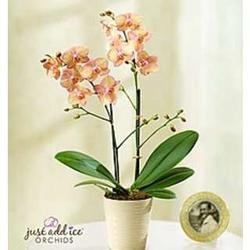 Artistic Splendor Orchid