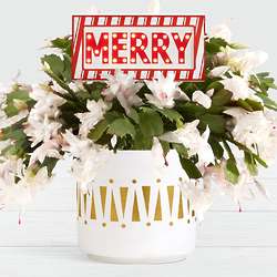 Modern Christmas Cactus with Marquee Sign in White Planter