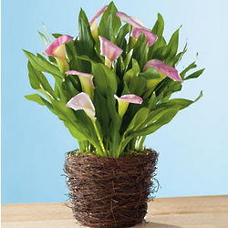 Pink and Yellow Calla Lily in a Bird Nest Container