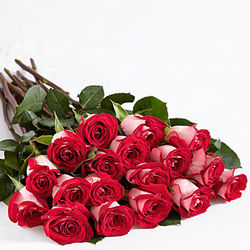 Bouquet of 18 Red Velvet Roses