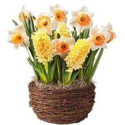 Yellow Hyacinths and Narcissus Bulb Garden - Ships January-July