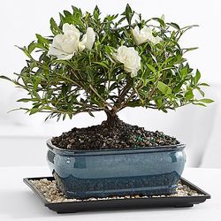 Gardenia Bonsai in Glazed Pot