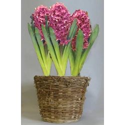 Pink Hyacinth Flower Bulb Gift Basket