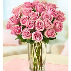 Pink Roses for Sympathy