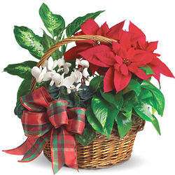 Holiday Homecoming Poinsettia FLower Basket