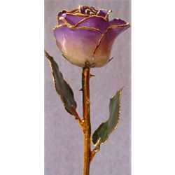 Purple 2-Toned and Gold Trimmed Rose