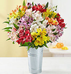 20 Stems Peruvian Lilies with French Flower Pail