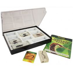 Bug Collector Case with One Bug