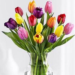 Make a Wish Multicolored Tulips