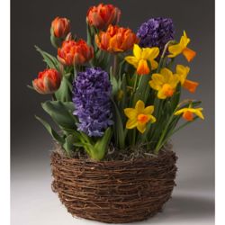 Colorful Mother's Day Flower Bulb Garden