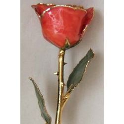 Passion and Gold Dipped Rose