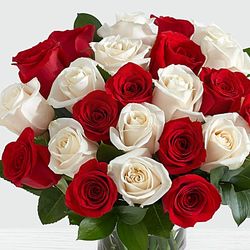Two Dozen Candy Cane Roses