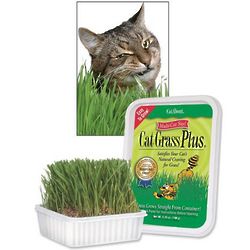 Cat Grass Plus Cat Snack Growing Kit