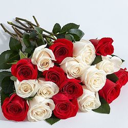 18 Candy Cane Roses
