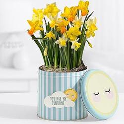 You are My Sunshine Daffodils Gift Tin