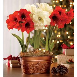 Mini African Amaryllis with Stakes