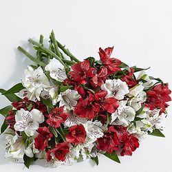 75 Blooms of Candy Cane Peruvian Lilies