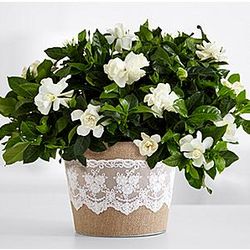 Mother's Day Gardenia Plant Delivery
