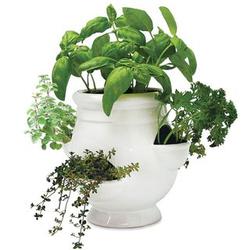 Windowsill Herb Garden Kit