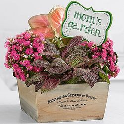 Mom's Perfectly Pink Garden in Wooden Planter