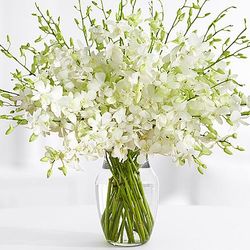 Deluxe White Dendrobium Birthday Orchids