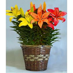 Hybrid Asiatic Lily Flower Basket
