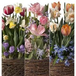 3 Months of Late Spring Bulb Gift Gardens - Available in April