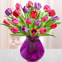 Valentine Tulips in Vase
