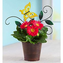 Cheerful Butterfly Blooms Gerbera Daisy