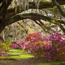 Sightseeing Tour of Charleston for Two