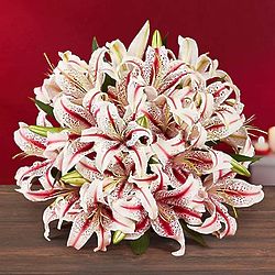 12 Stem Candy Cane Lilies Bouquet