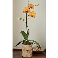 Single Stem Kaleidoscope Orchid