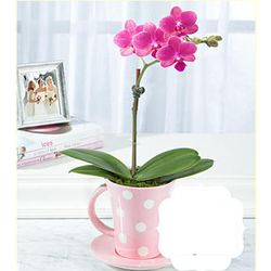 Teacup Orchid