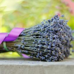 French Provence Romantic Dried Grosso Lavender Bunches