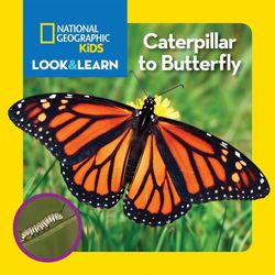 Kid's Caterpillar to Butterfly Look and Learn Book