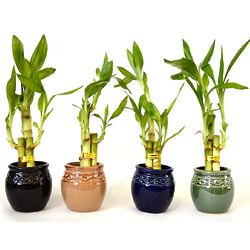 4 Live 3 Stem Lucky Bamboo Plants in Ceramic Vases