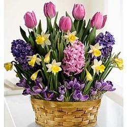 Blooming Basket of Bulbs and Gardening Gloves