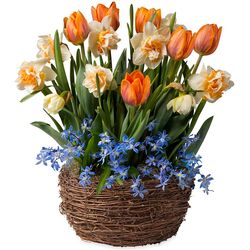Peach Tulips, Blue Tulips, Narcissus, and Scilla Bulb Garden