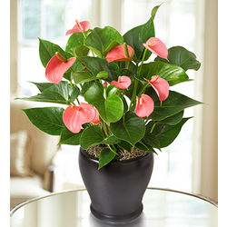 Pink Hearts Anthurium Plant